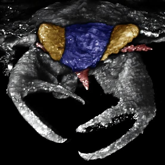 Ancient amber reveals a true bug equipped with claws, a highly unusual feature