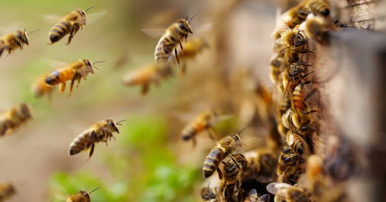 When a honeybee colony outgrows its hive it makes a genuinely democratic decision: scout bees fly out, inspect possible new homes, and 'campaign' for their favourite with waggle dances, lobbying harder for better sites — and only once enough scouts have