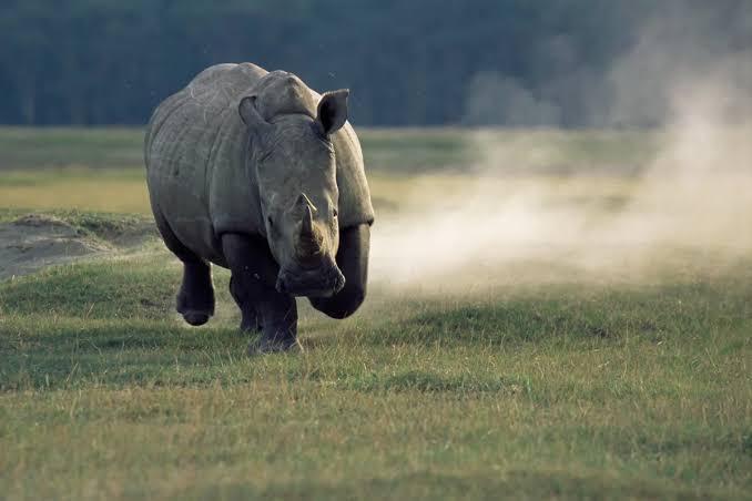 Can a human outrun a rhino? Just how fast are these giants when they charge?