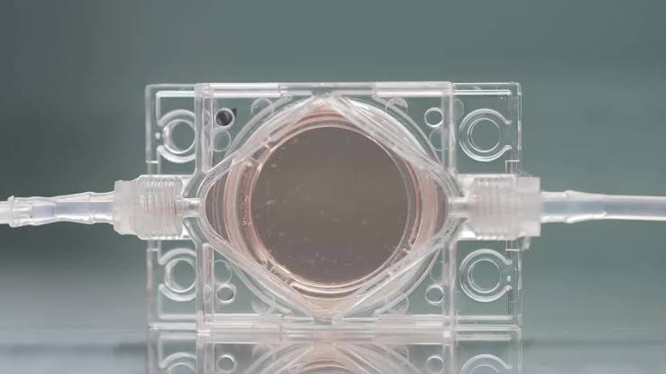 China to study human embryo models in space