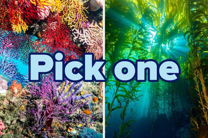 Design An Underwater Paradise And Reveal Your Legendary Shark Persona