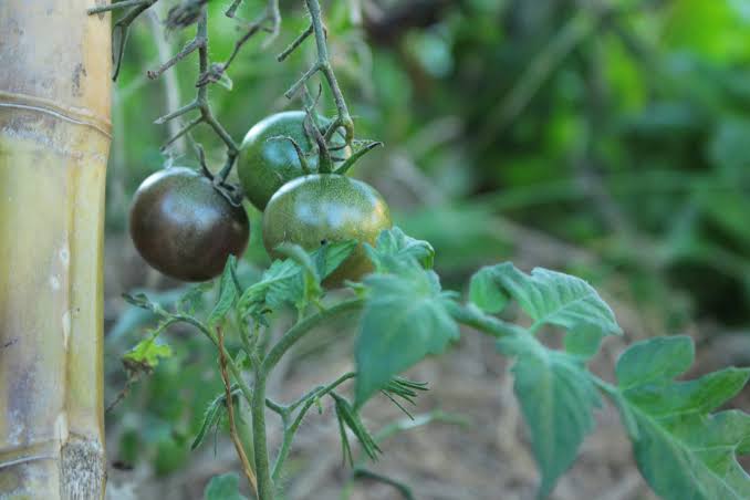 How long can plants survive on Earth? New model suggests up to 2 billion more years