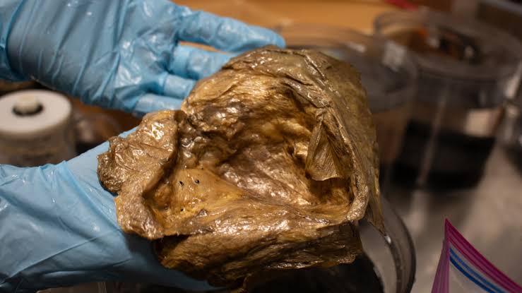 Scientists reveal identity of mysterious ‘golden orb’ collected during NOAA expedition