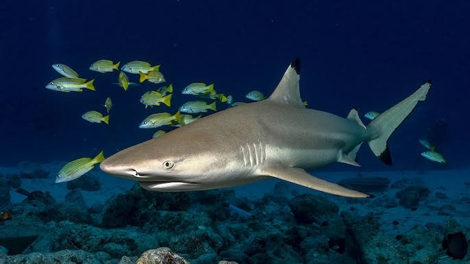 How Sharks Quietly Keep Oceans Alive and Humans Safe