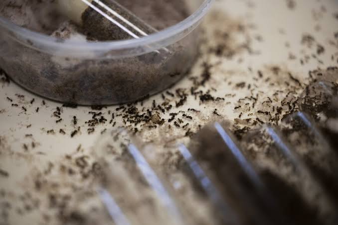 Fire ants wreaked havoc when they invaded Austin decades ago. A team of scientists fought back