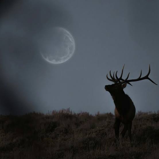 Stargazers Prepare For July Full Buck Moon And Shooting Stars