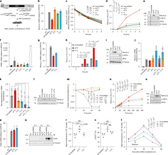 N4-Acetylcytidine enhances synthetic mRNA translation yield and fidelity