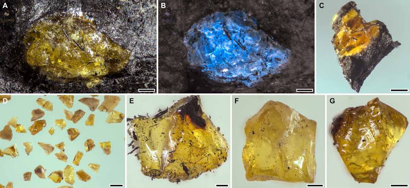 385-Million-Year-Old Amber Found in China