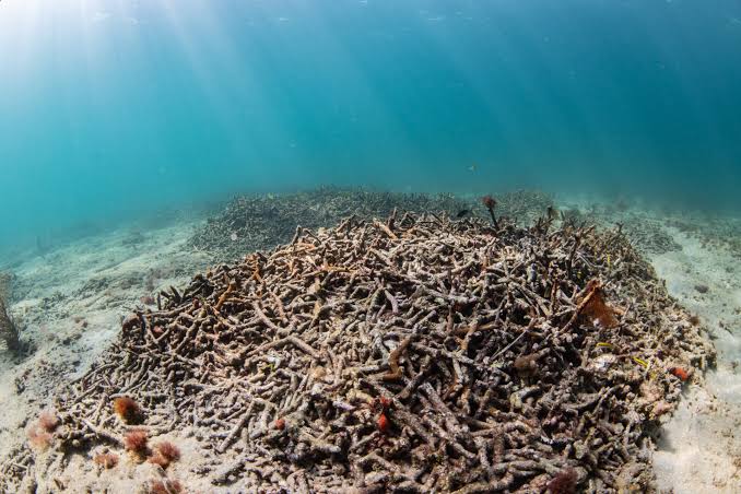 Guest Column: Where have the long-spined black sea urchins gone?