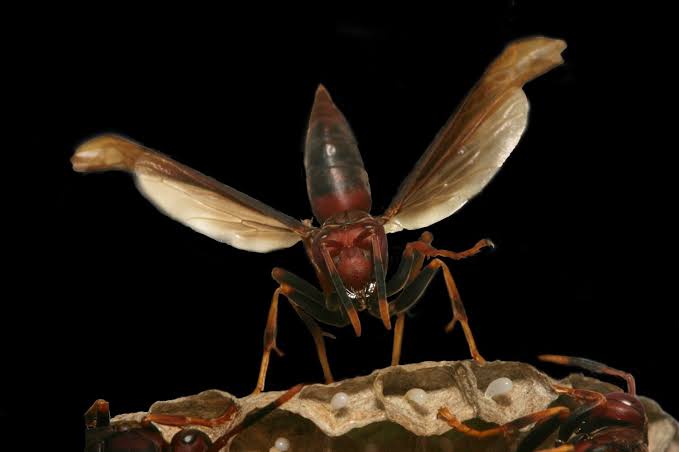 Chaos after queen loss reveals the wasps that keep colonies running