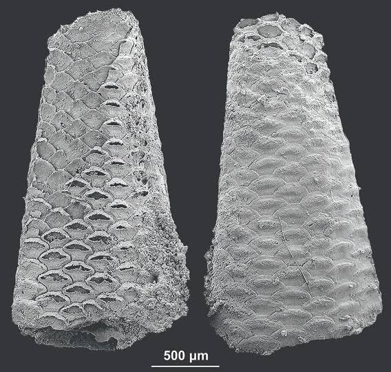 Extraordinary fossils solve a 500-million-year mystery: Bryozoans were there at the dawn of animal life