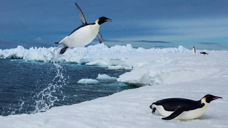 Scientists tracked more than 6,000 penguin dives beneath Antarctic sea ice and found that prey may become