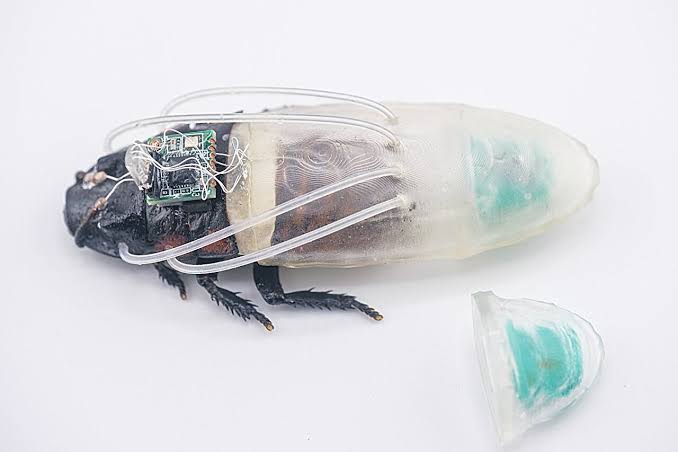 A diving suit for cyborg cockroaches could enhance search-and-rescue operations