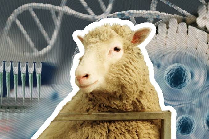 30 years since Dolly the sheep was born, where is cloning technology at now?