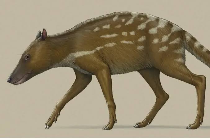 It looked like a fox, but this is no fox – or even a member of the dog family. It was in fact a bizarre stepping stone in the evolution of whales – yes really!