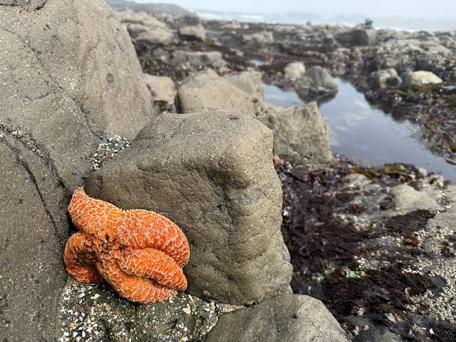A record die-off of sea stars was followed by something that stunned biologists