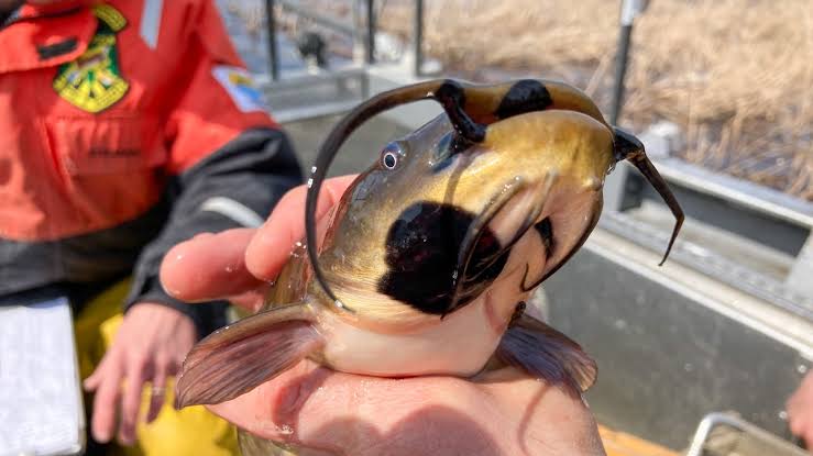 Rare contagious cancer found in fish from Quebec and U.S. lakes