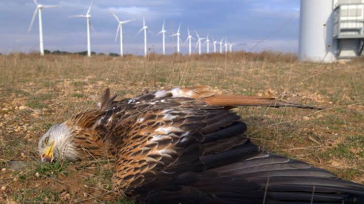 Wyoming Wind Turbines Killed More Than 23,000 Birds And Bats Last Year