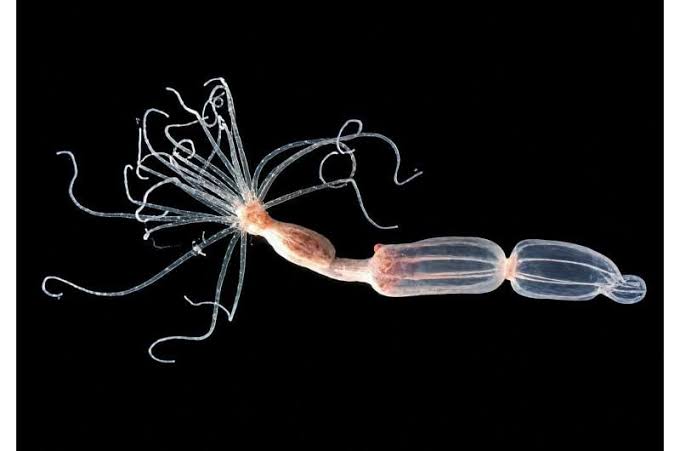 Sea anemones reveal antiviral defense that reverses human immune playbook