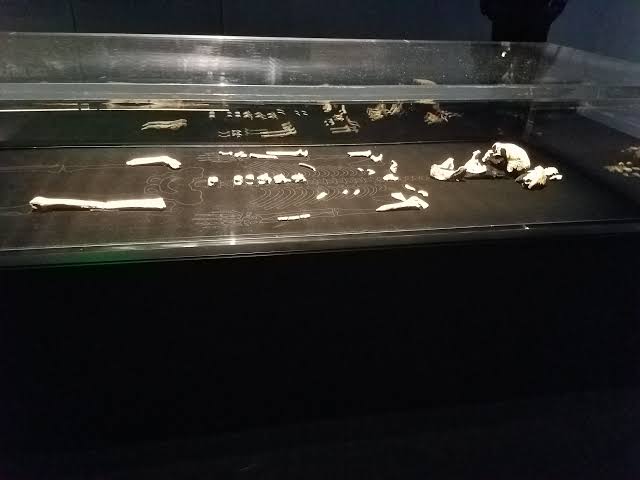 Every Homo naledi we know of is female, and the implications are fascinating