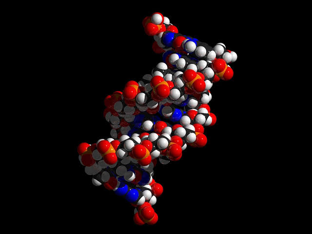 Overlooked DNA structures help organize the genome