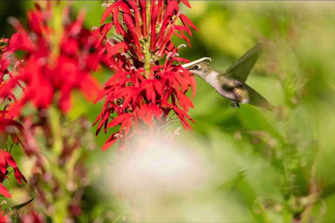 the hummingbird-red flower connection, with harvard’s patrick mckenzie