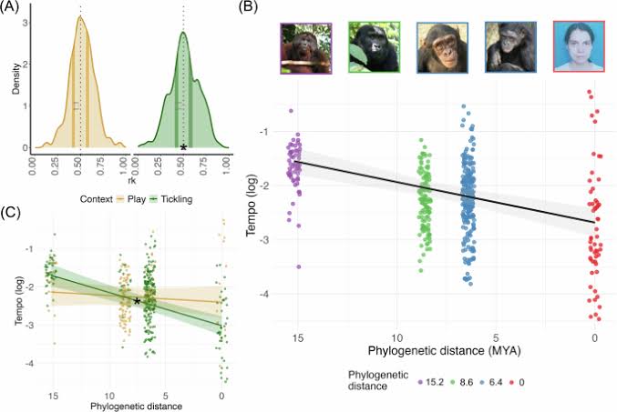 Rhythm and timing in laughter reveal that human vocal plasticity falls on a hominid continuum | Communications Biology