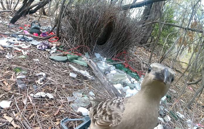 Male bowerbirds prefer to dazzle females with bright human-made items