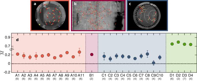 Individual locomotor bias drives counterclockwise motion in pedestrian crowds