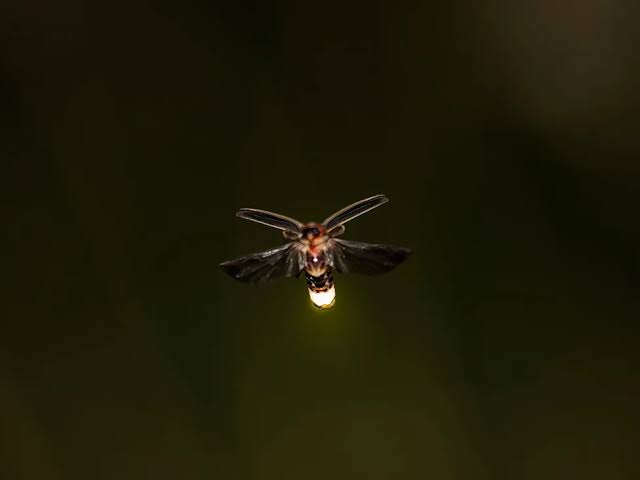 Scientists Were Wrong About Fireflies’ Light. The Impact Could Ripple Across All of Science.