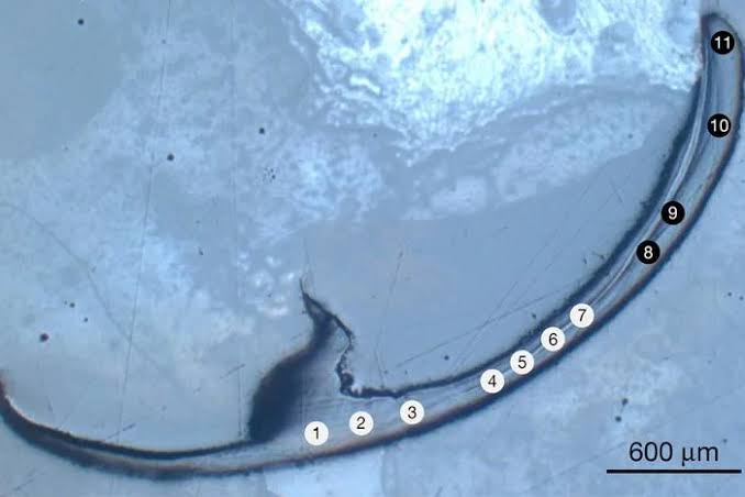 Bio-metals: Ancient sea worms hold the secret to a strange new class of materials