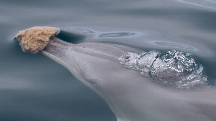 Sponge Foraging in Dolphins Does Something Unique to Their Genes