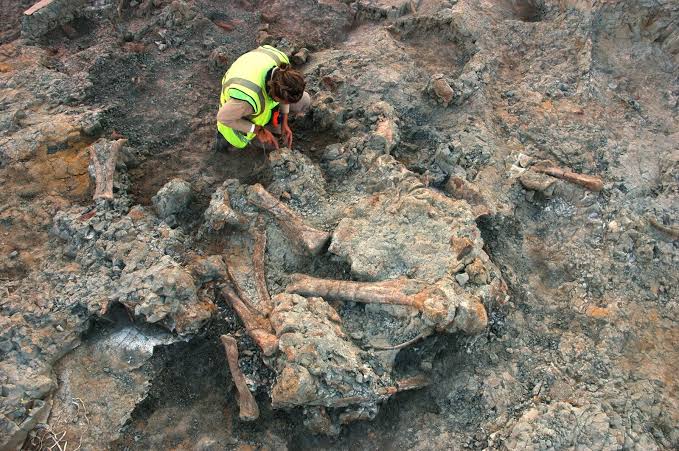 Beetle-like borings in 70-million-year-old titanosaur fossils reshape Lo Hueco fossil story