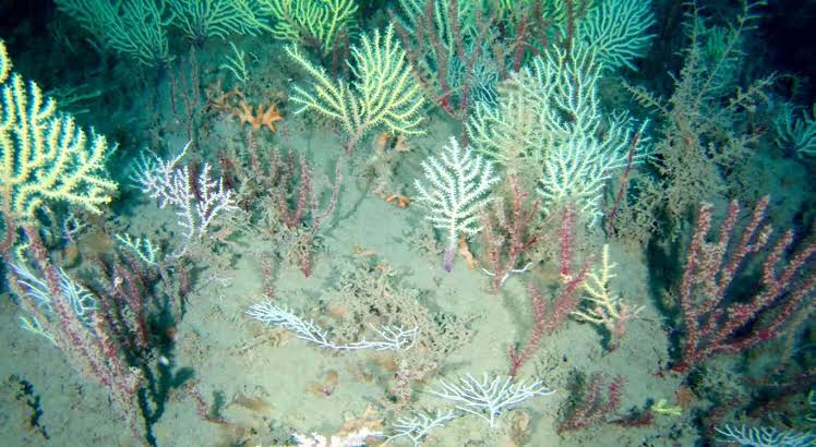 Coral Reef Long Presumed Dead Is Rediscovered ‘Teeming with Life’ Off Coast of Africa