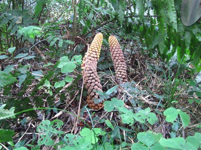 A holoparasitic plant replaces its own genes with host DNA to survive