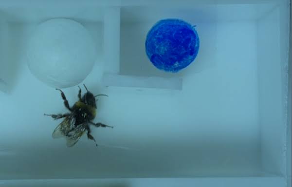 Bumblebees use tools to solve complex problems—despite not being trained to do so