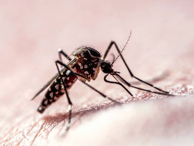 Flight Path Data Shows How Mosquitoes Target Humans