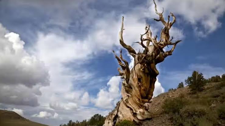 At 4,800-years-old, Methuselah is the world's oldest living tree - predates the Egyptian pyramids