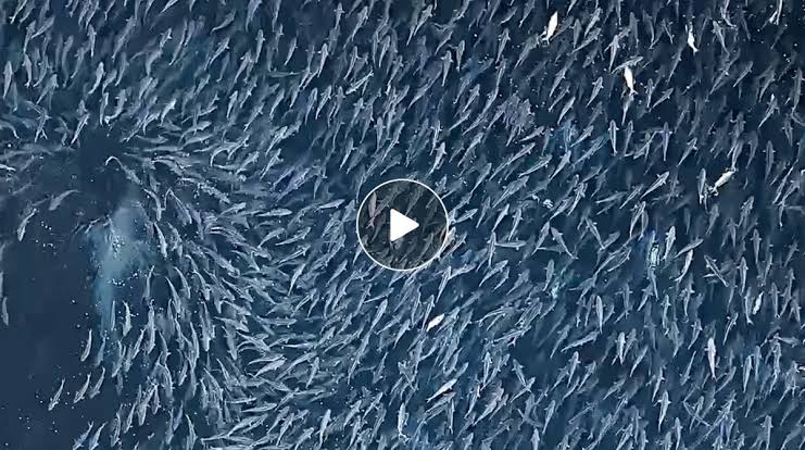 "I could hardly believe what I was seeing. Suddenly out of nowhere the massive school of fish parted and a great white emerged from underneath…"