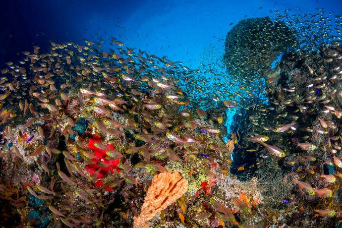 Oxygen "disappearing" from earth's waters at alarming rate, scientists warn
