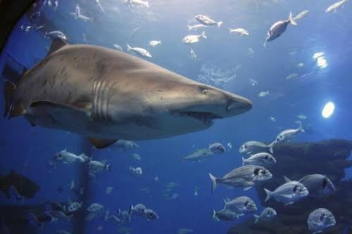 Sharks Are More Than Just Predators