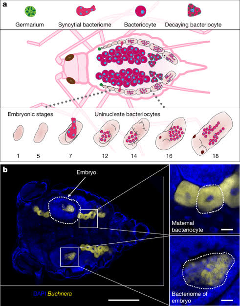 A secreted endosymbiont protein essential for colonizing host cells