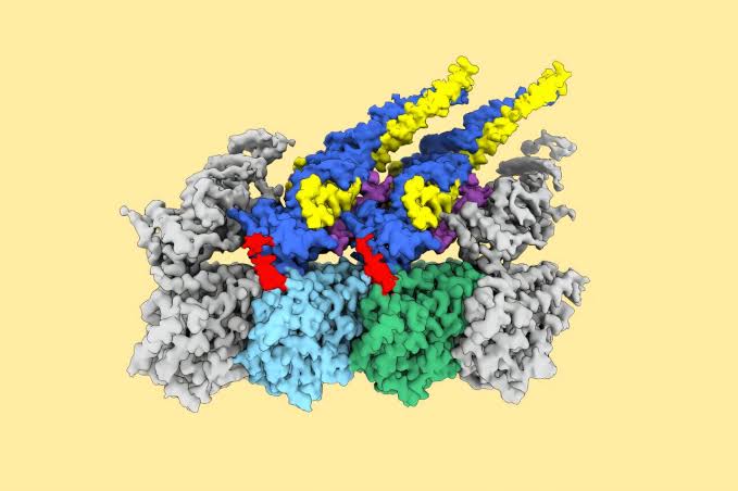 Microtubules discovered to play an active role in correctly distributing chromosomes during cell division