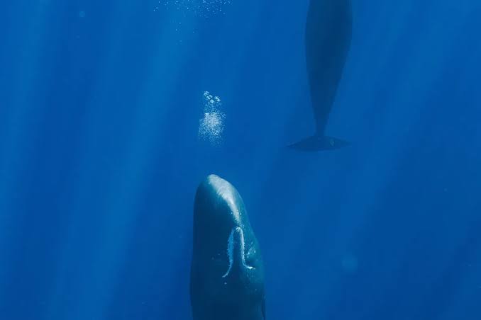 Researchers tag 42 sleeping giants in Arctic Circle – and make breathtaking discovery