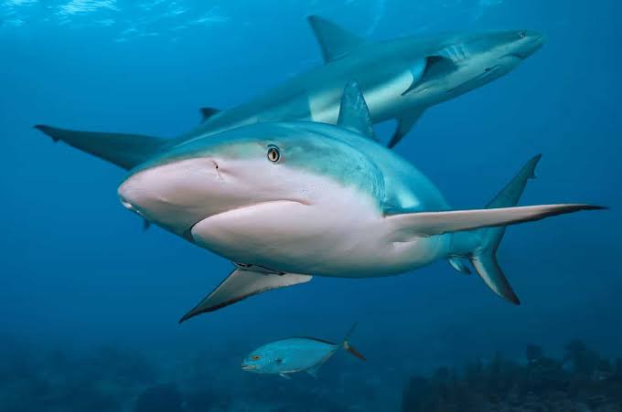 Misunderstood Predators: Debunking Shark Myths and Celebrating Ocean's Most Important Predators