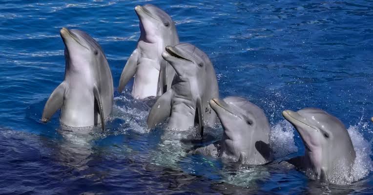 Within the first few months of life, every bottlenose dolphin invents a unique whistle that becomes its name for the rest of its life — and other dolphins learn that whistle, remember it, and use it to call out to that specific individual, making bottlenose dolphins the fi