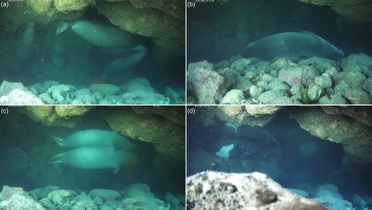 Rare seals hide in underwater bubble caves to escape tourists