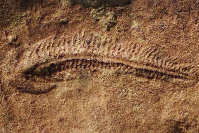 A worm that lived half a billion years ago preferred turning right