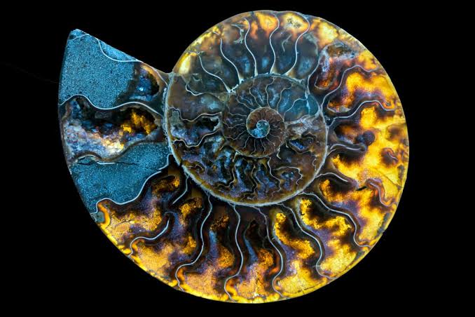 Scientists Thought This Was the Oldest Octopus Until They Found Something Hidden Inside
