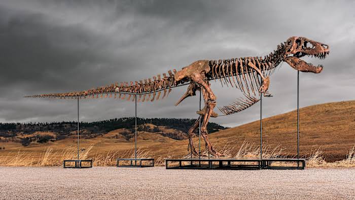 Dinosaurs are selling for millions. Do collectors know what they’re buying?